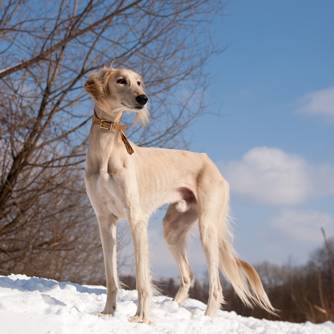 a Saluki on snow standing majestically
