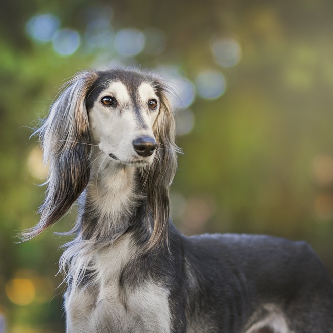 portrait of a Saluki