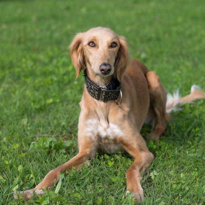 a Saluki sitting on grass