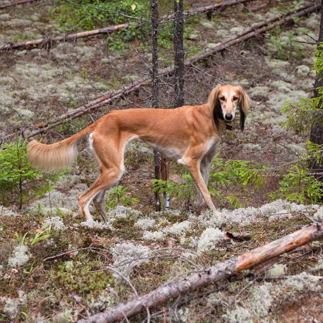 a Saluki in a forest