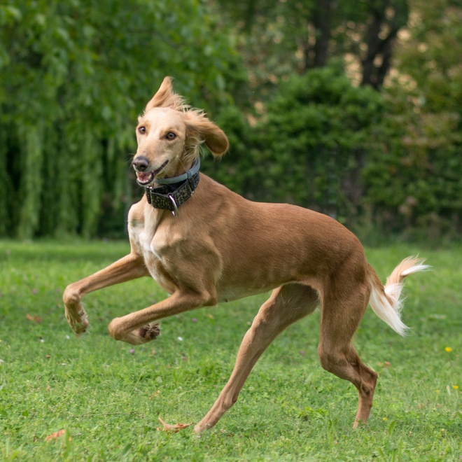 a Saluki running on grass