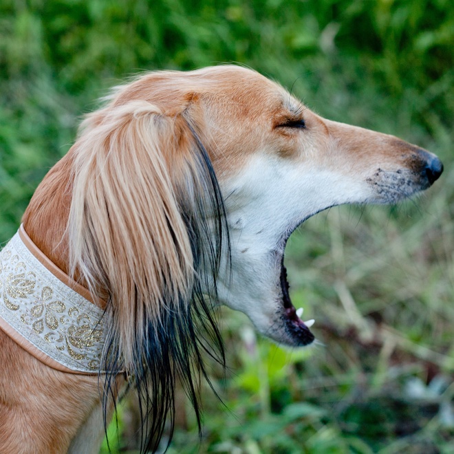 a Saluki in profile barking