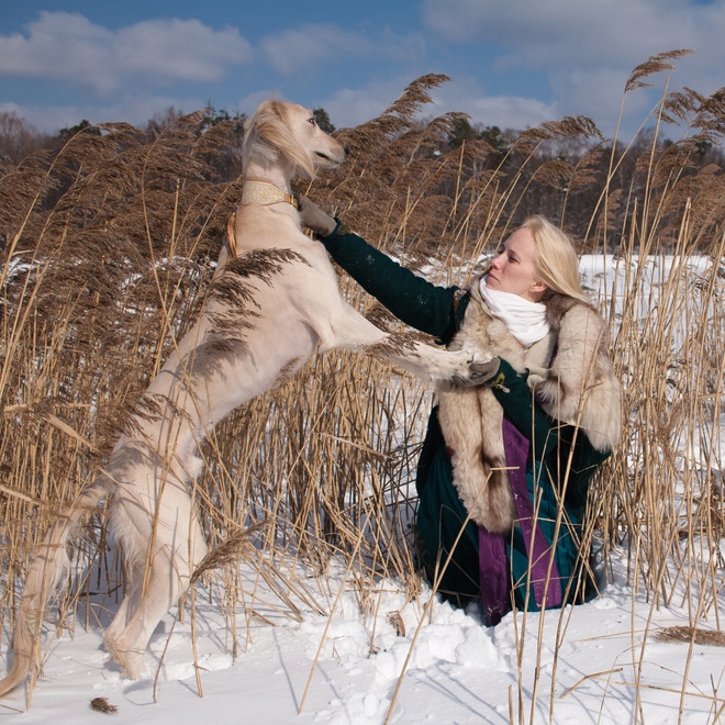 a Saluki sharing a moment of complicity with a person