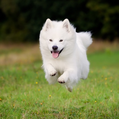 a Samoyed Dog running on grass