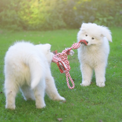 a Samoyed Dog playing with another Samoyed Dog around a rope