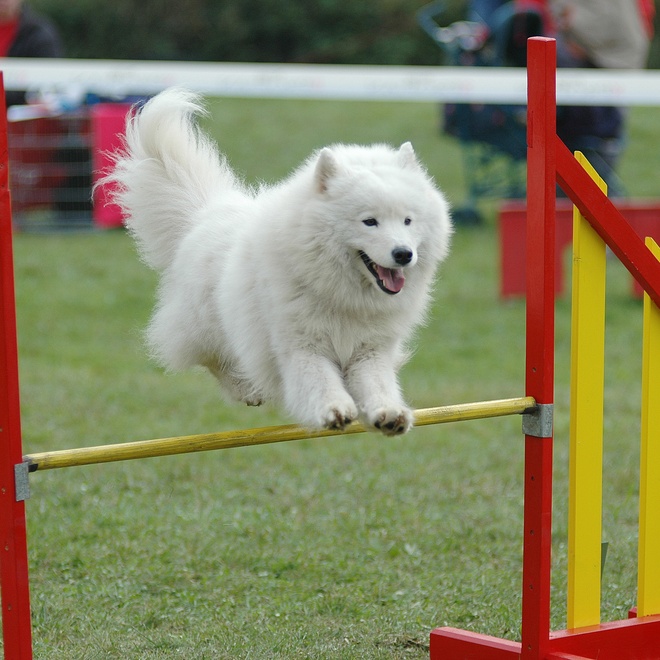a Samoyed Dog in an agility course