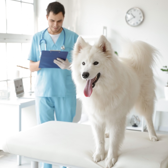 a Samoyed Dog at the veterinarian