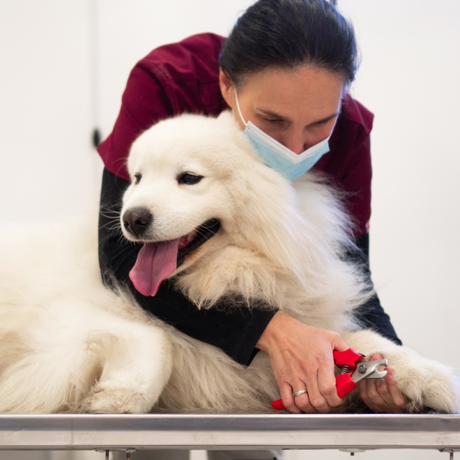 a Samoyed Dog having its claws cut by a professional