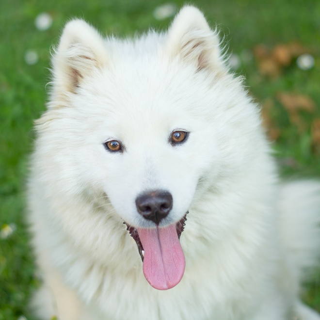 portrait of a Samoyed Dog sticking out its tongue