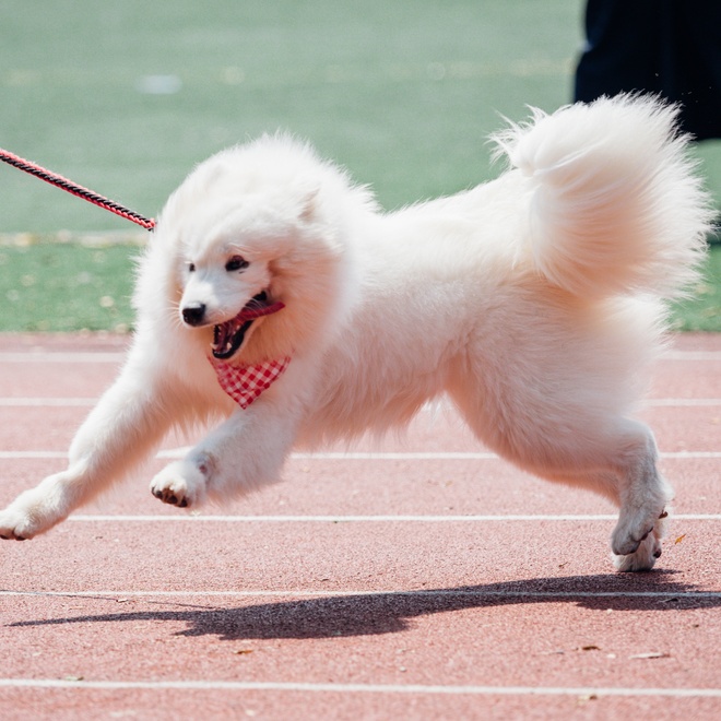 a Samoyed Dog running on a track