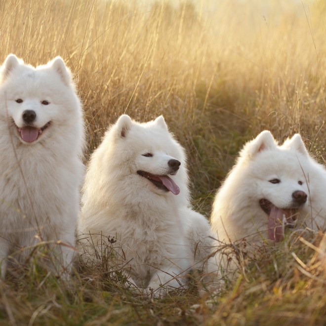 three Samoyed Dogs sitting on grass