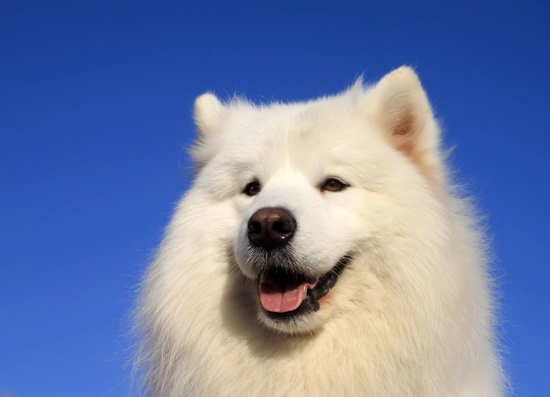 Everything about the Samoyed Dog: health, education, costs