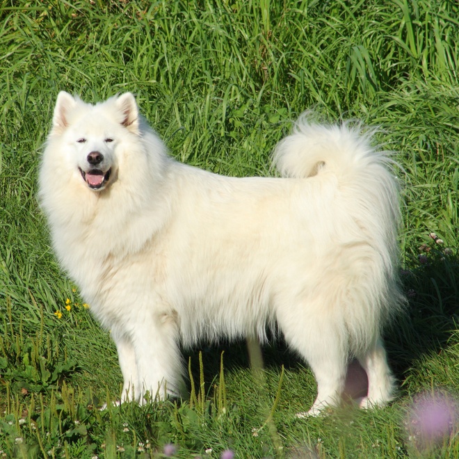 a Samoyed Dog on grass, in profile