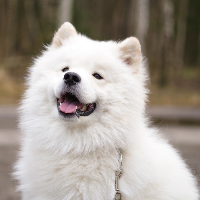 portrait of a Samoyed Dog with its head tilted