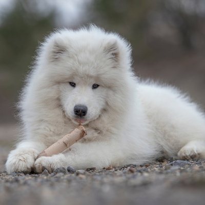 Everything about the Samoyed Dog health education costs