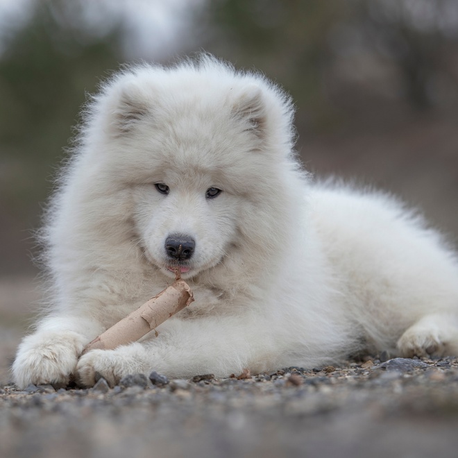 a Samoyed Dog playing with a stick