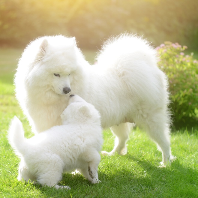 a Samoyed Dog playing with its baby