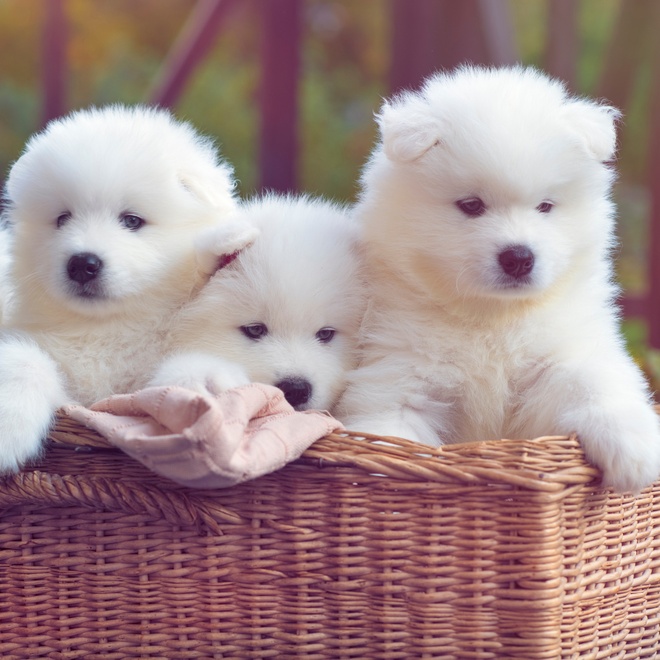 three little Samoyed Dogs in the same basket