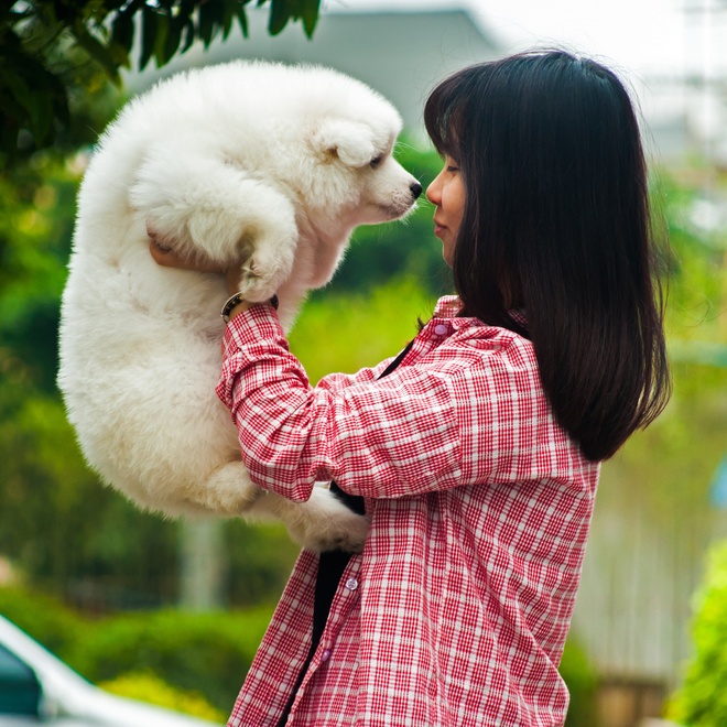 a Samoyed Dog in the arms of a human