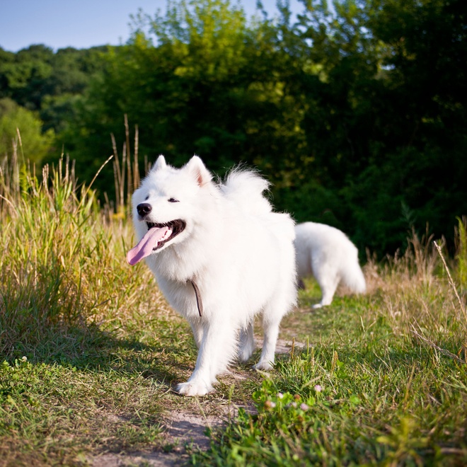 a Samoyed Dog walking in nature
