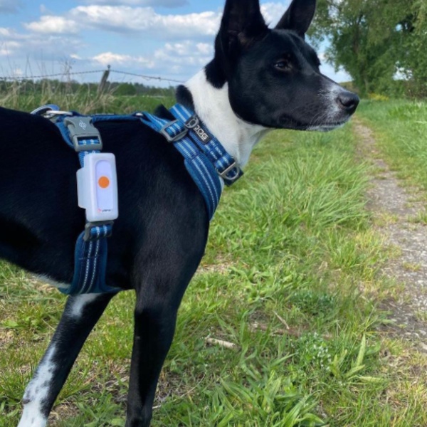 @sapphire_basenji