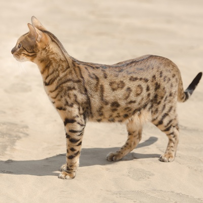 Eine Savannah liegt im Körbchen