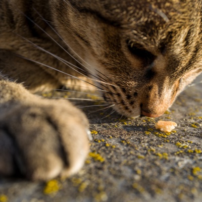 Eine Savannah, die nach Essen schnüffelt