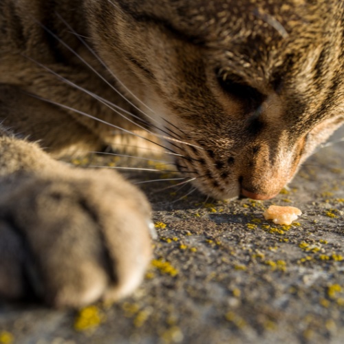 A Savannah that smells of food