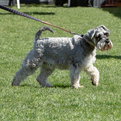 Ein Schnauzer beim Spaziergang