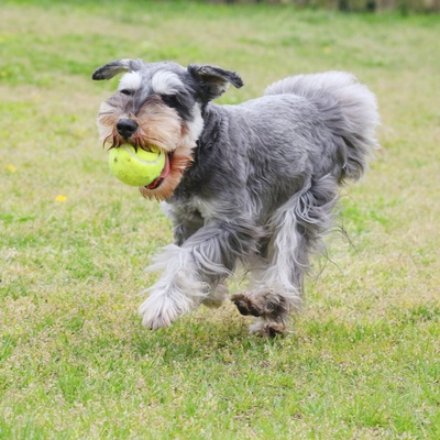 Ein Schnauzer läuft mit einem Ball im Maul durch das Gras