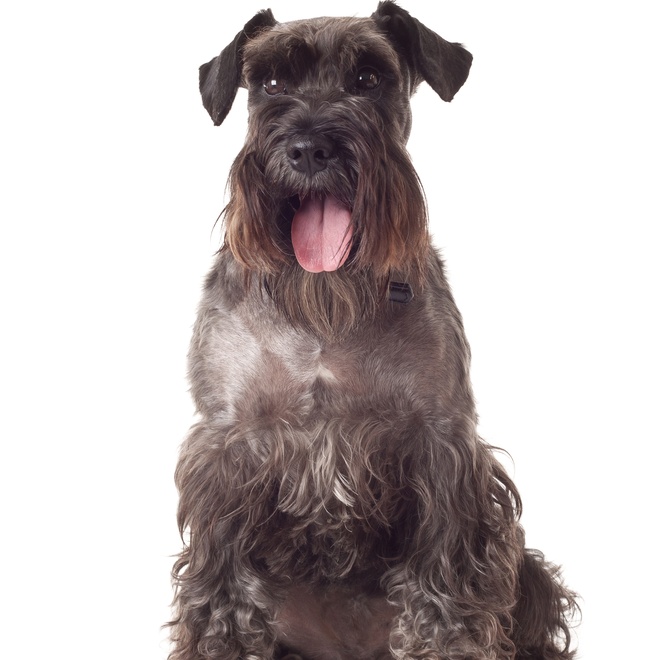 schnauzer_12