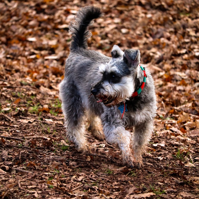 Ein Schnauzer läuft durchs Laub