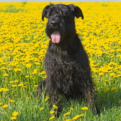 Ein Schnauzer sitzt in einer Sonnenblumenwiese