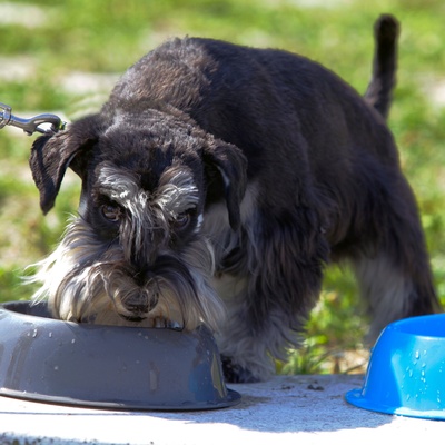 Ein Schnauzer trinkt aus einer Wasserschüssel