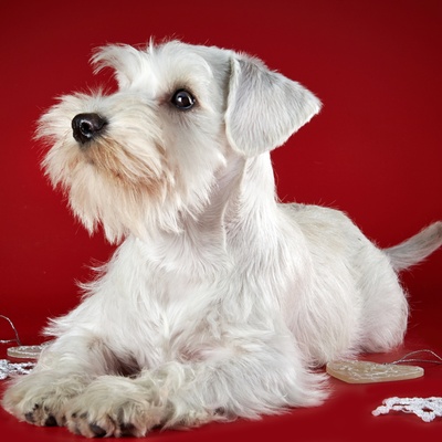 Ein weißer Schnauzer Welpe liegt am Boden