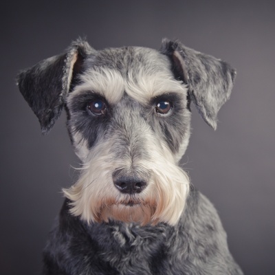 Porträt eines Schnauzers