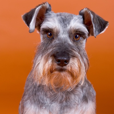 Ein sitzender Schnauzer im Porträt