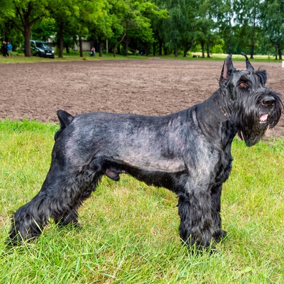 Ein Schnauzer steht in der Wiese