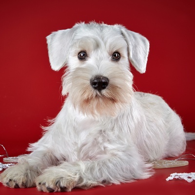 Ein liegender weißer Schnauzer