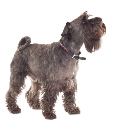 Ein stehender Schnauzer blickt hinauf