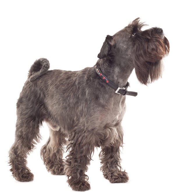 Ein stehender Schnauzer blickt hinauf