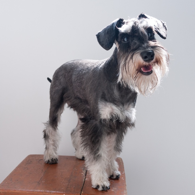 Ein Schnauzer steht auf einem Stuhl
