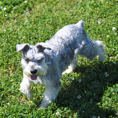 Ein Schnauzer läuft durchs Gras