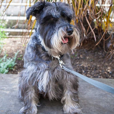 Ein Schnauzer an der Leine