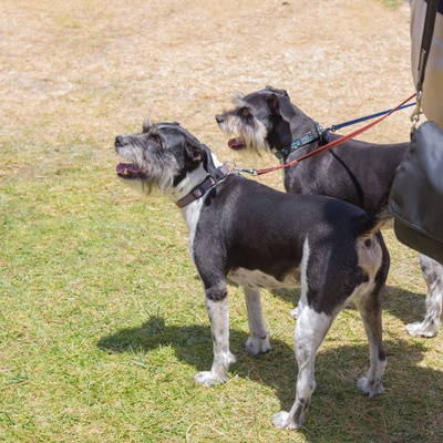 Zwei Schnauzer stehen an der Leine nebeneinander