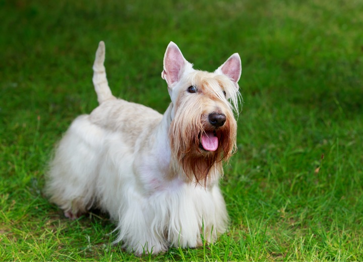 un scottish terrier au pelage blanc sur l'herbe