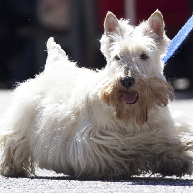 a scottish terrier on a lead