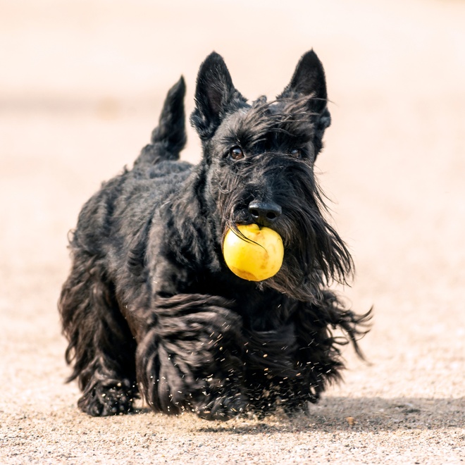 a scottish terrier running with a yellow ball in his mouth