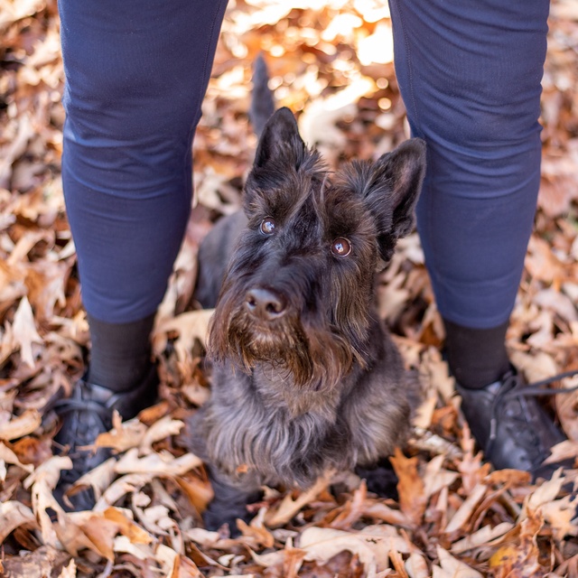 un scottish terrier qui se tient entre les jambes de son/ sa propriétaire dans la foret