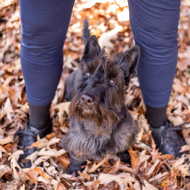 a scottish terrier standing between its owner's legs in the forest